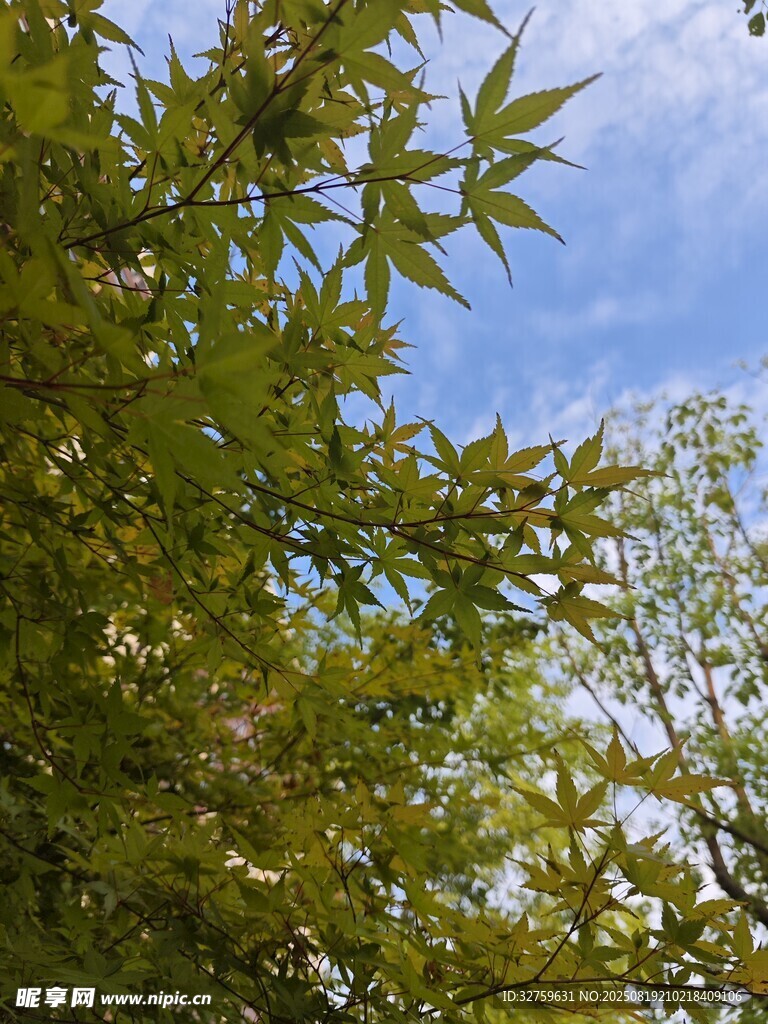蓝天映衬下的翠绿树叶