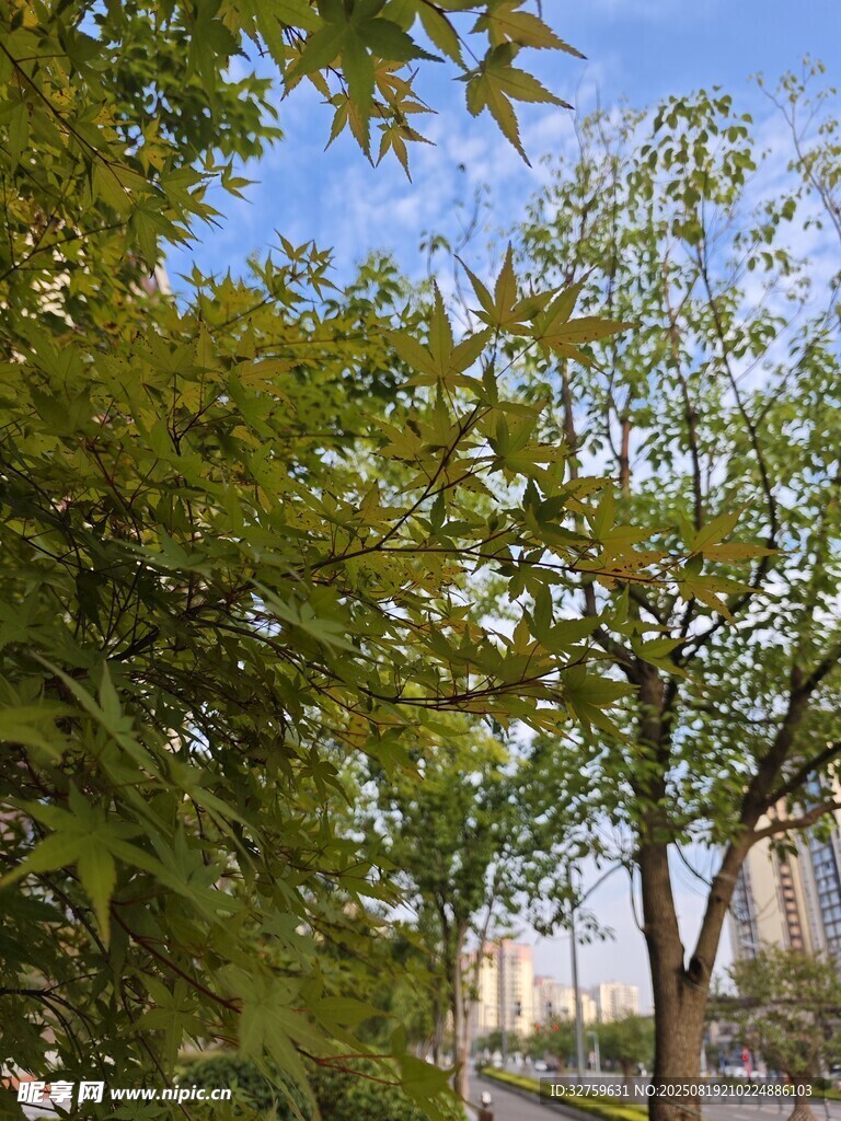 城市中繁茂的绿树景观