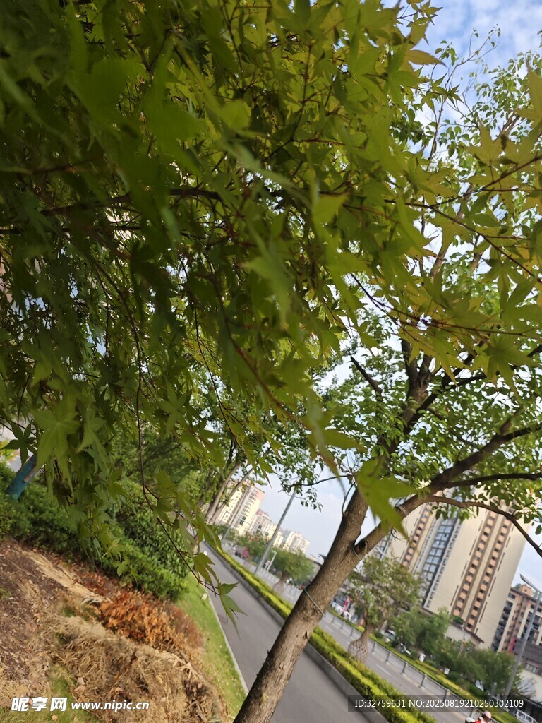 路边绿树与远处高楼景观