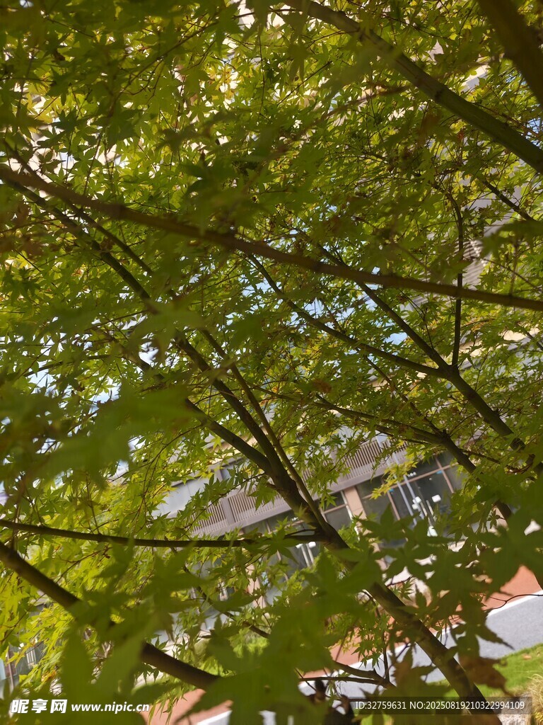 透过枝叶看房屋