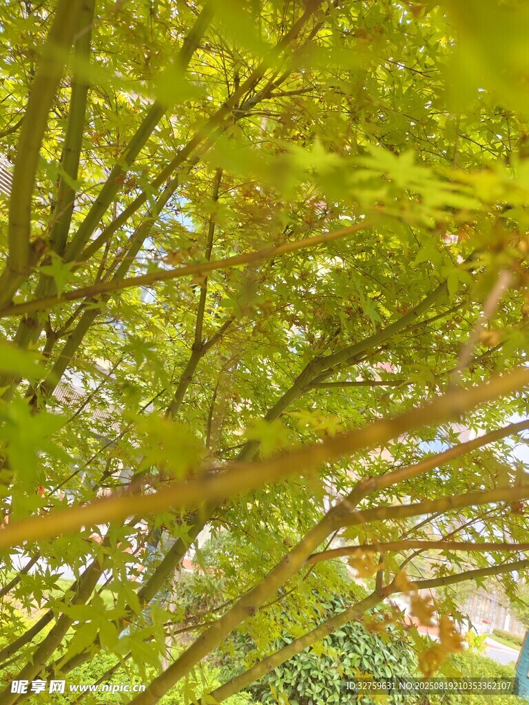 秋日繁茂树枝与斑斓树叶
