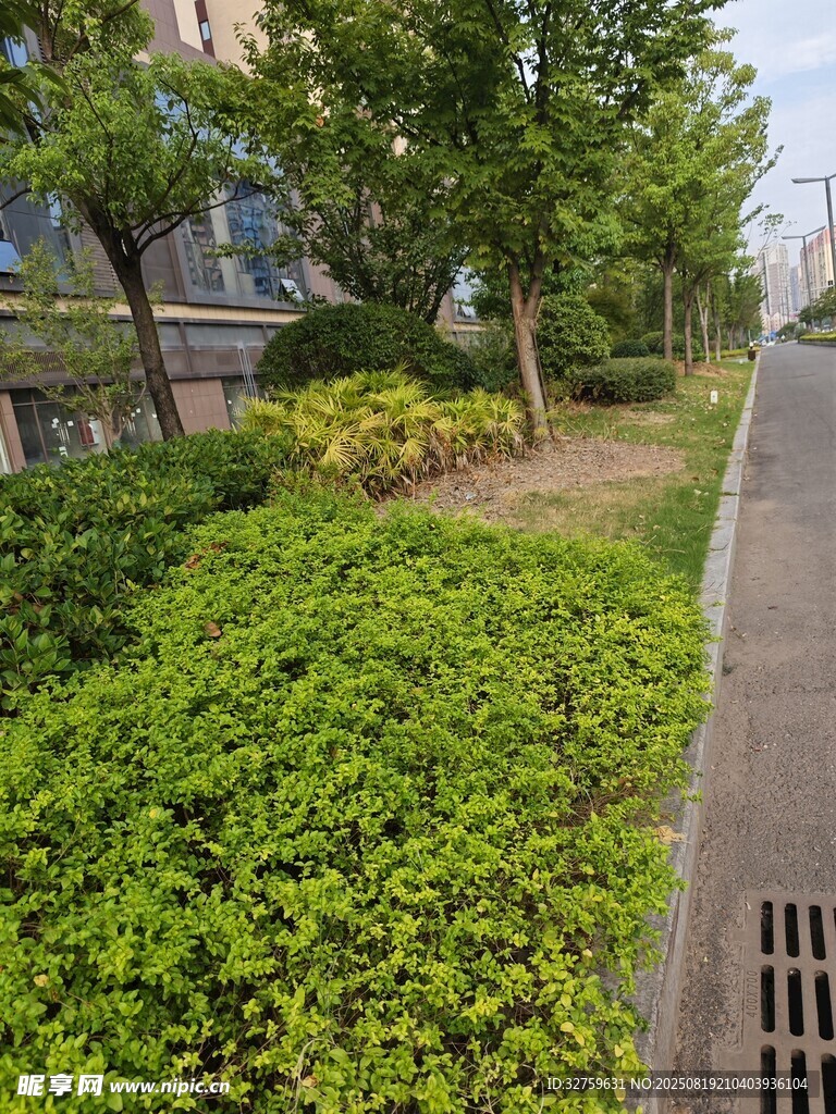 城市路边绿意盎然的绿化带