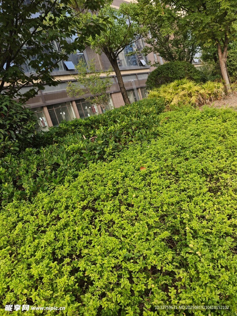 绿意盎然的户外灌木丛景观
