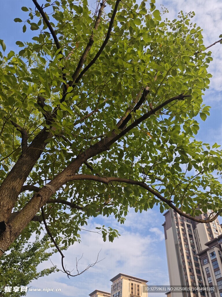 城市中繁茂的绿树