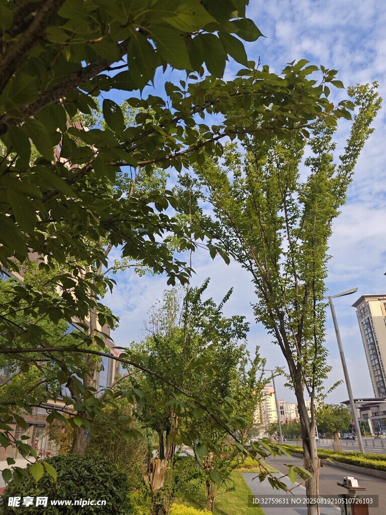 城市中的葱郁绿树