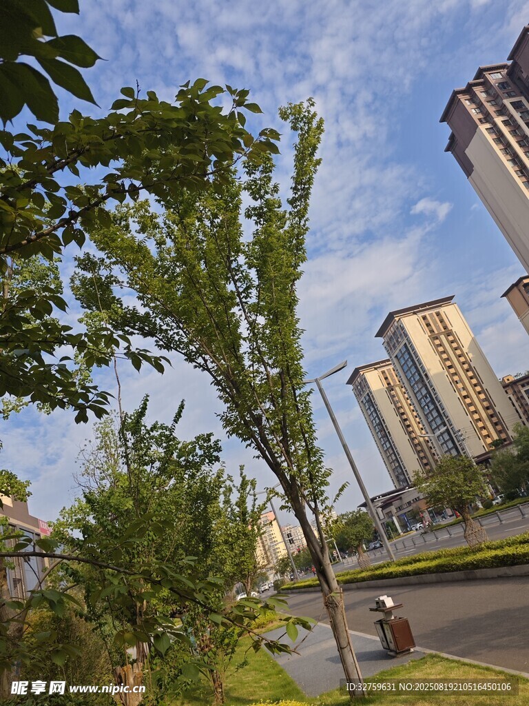 城市街道绿树与高楼景观