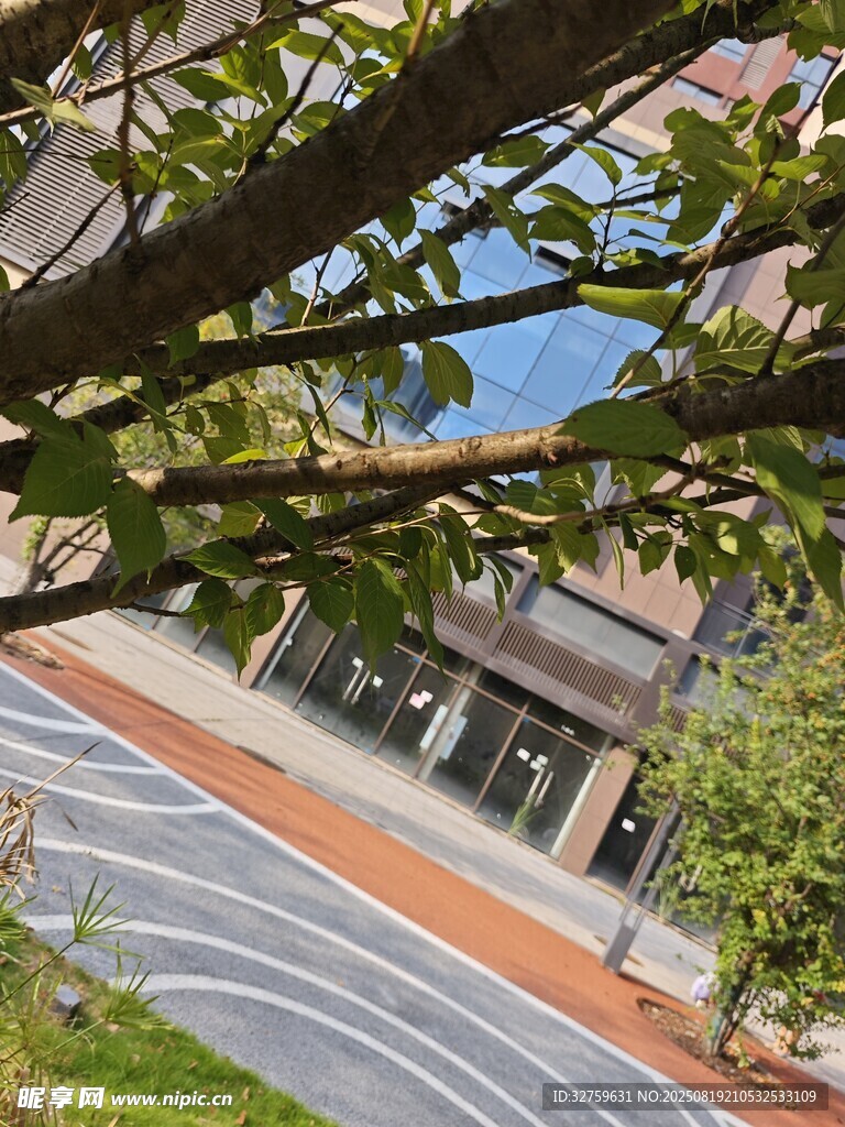 透过枝叶看建筑景观