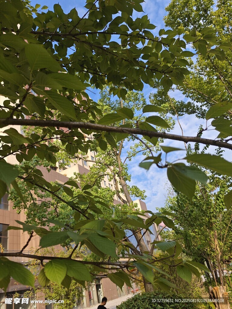 绿叶掩映下的建筑物