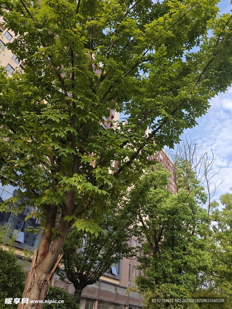 阳光下葱郁的绿树