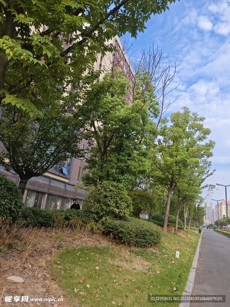 小区绿意盎然的道路景观