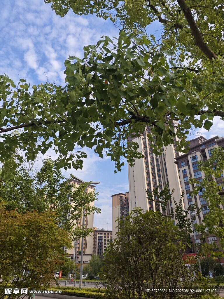 城市绿荫下的建筑景观