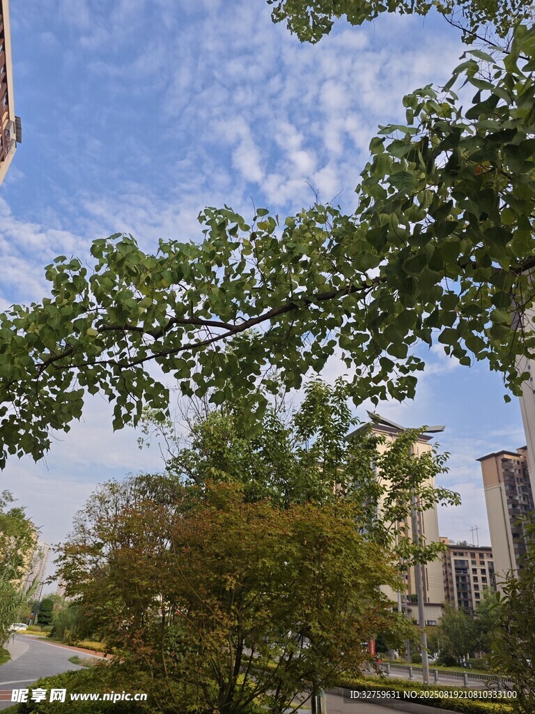 小区绿树蓝天优美景致