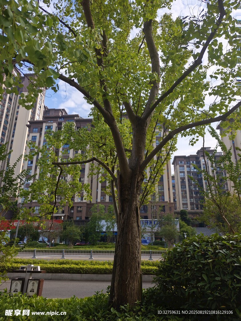 城市中葱郁大树与周边景致