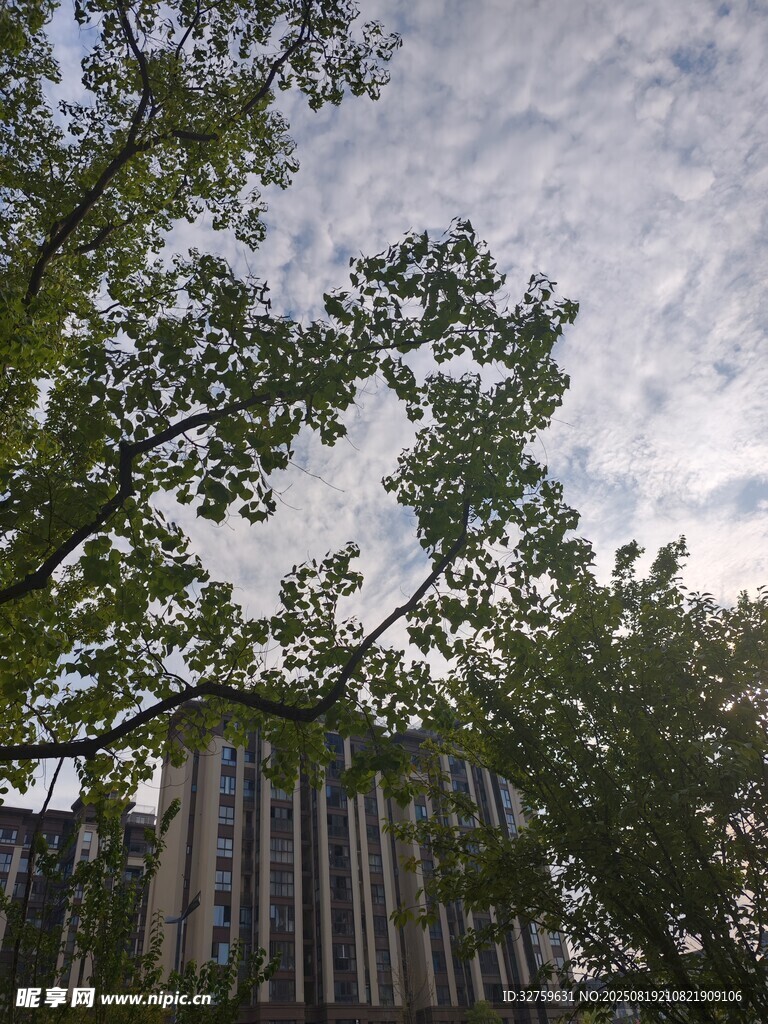 仰视绿树掩映的高楼