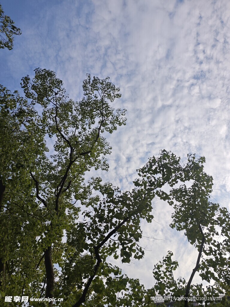 树梢之上的蓝天美景