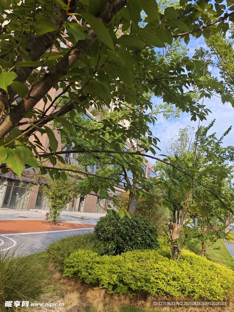 小区内绿意盎然的景观