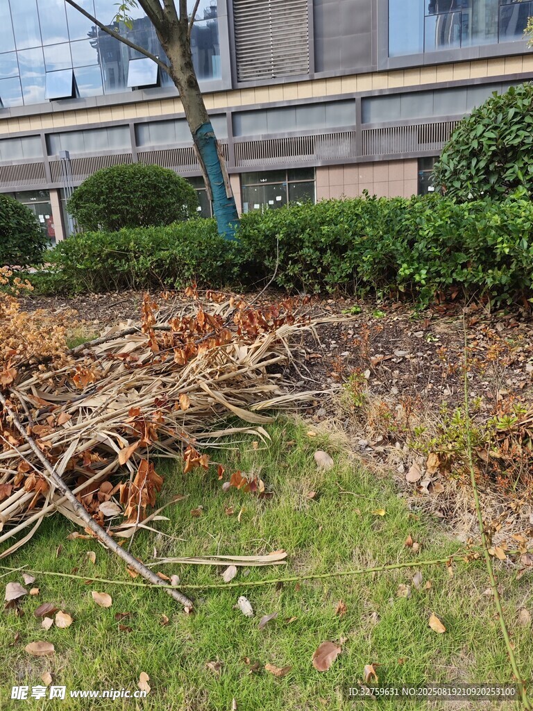 庭院落叶树枝待清理