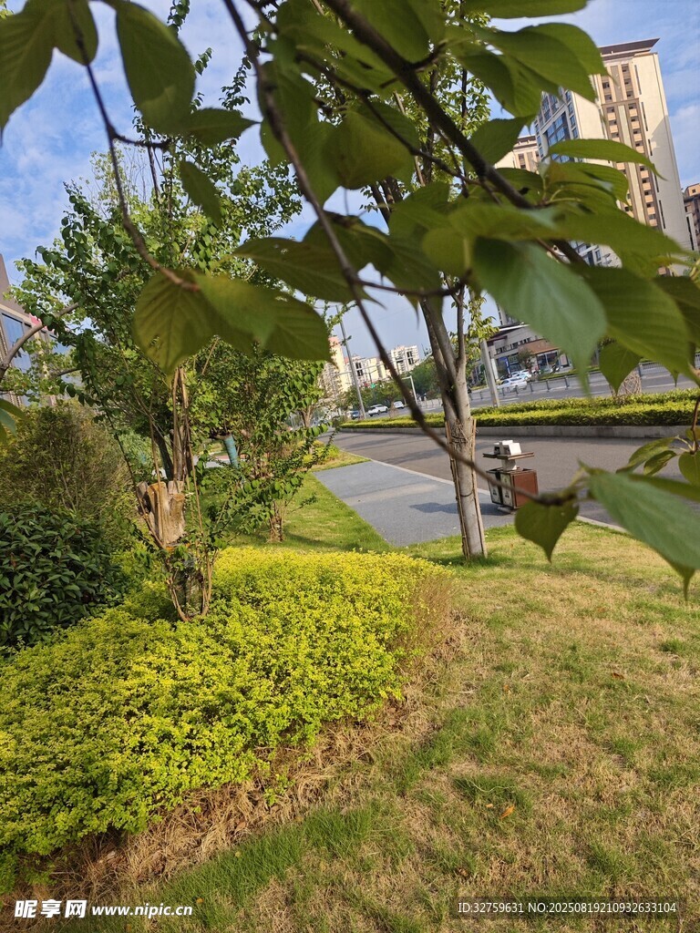 小区内的绿植景观