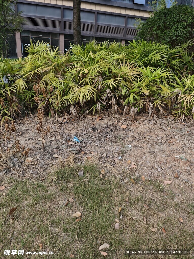 户外绿植与地面景观