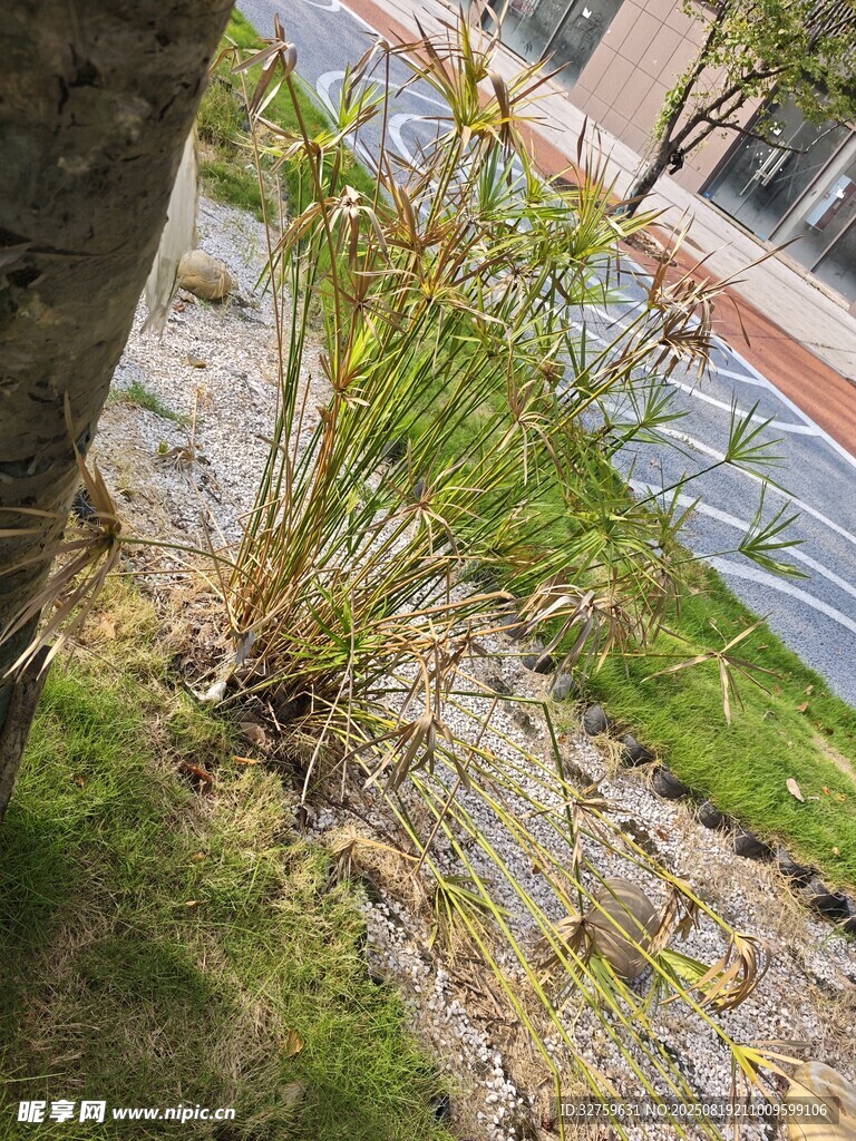 路边绿植景观