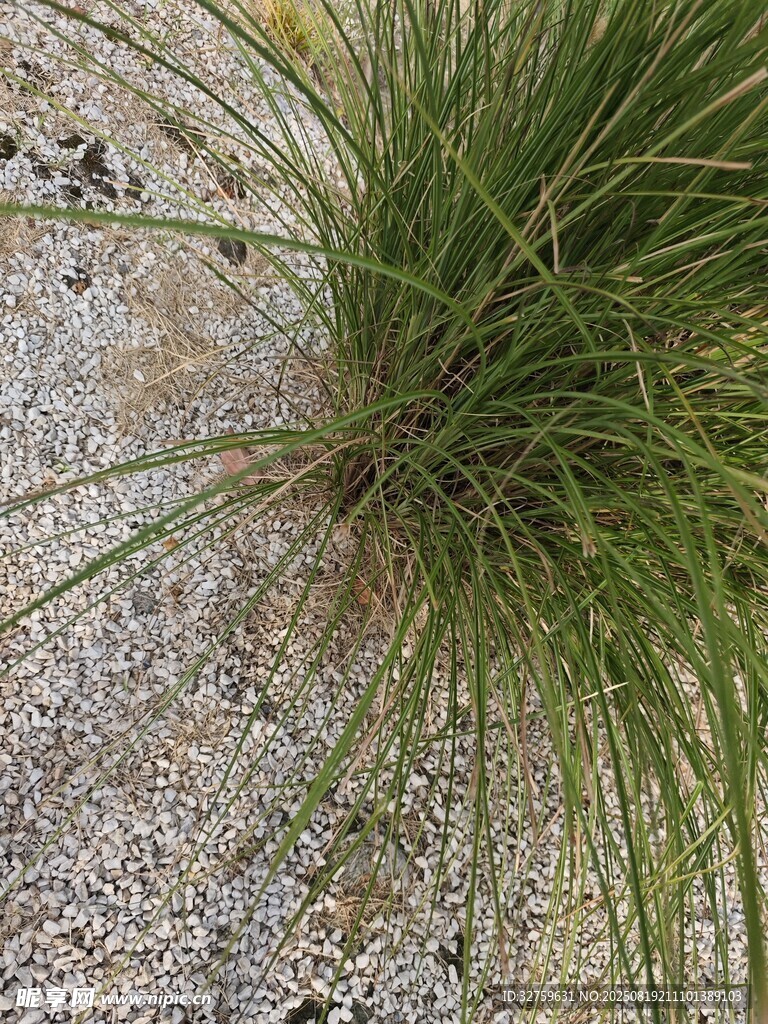 石缝中生长的翠绿小草