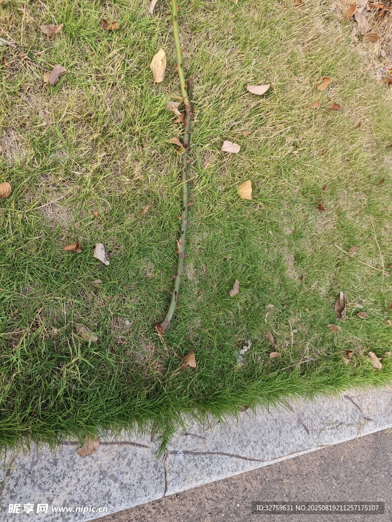 路边小草与小树