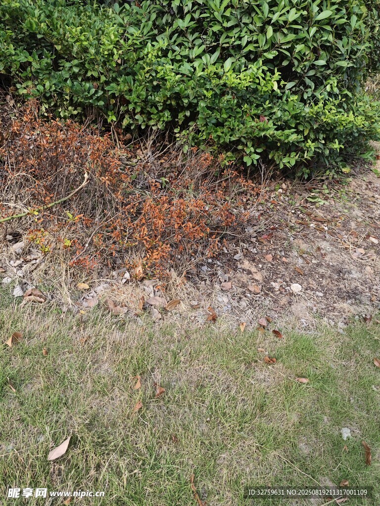 枯黄与翠绿交织的草地