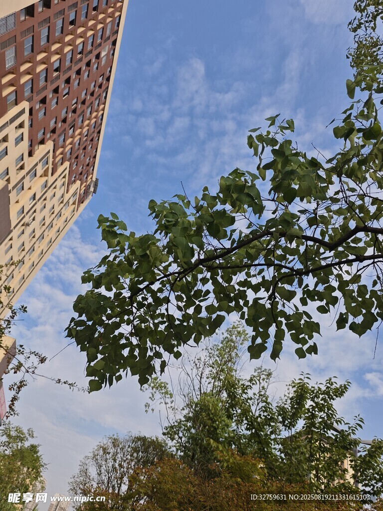 仰视高楼与繁茂绿树