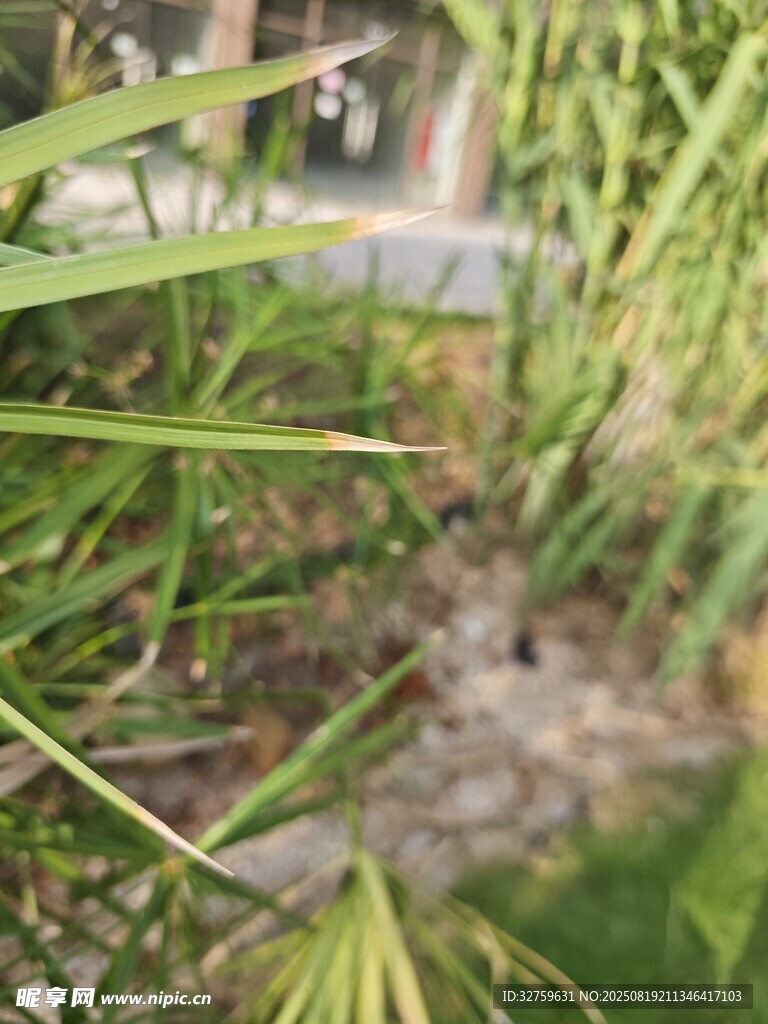 翠绿植物特写