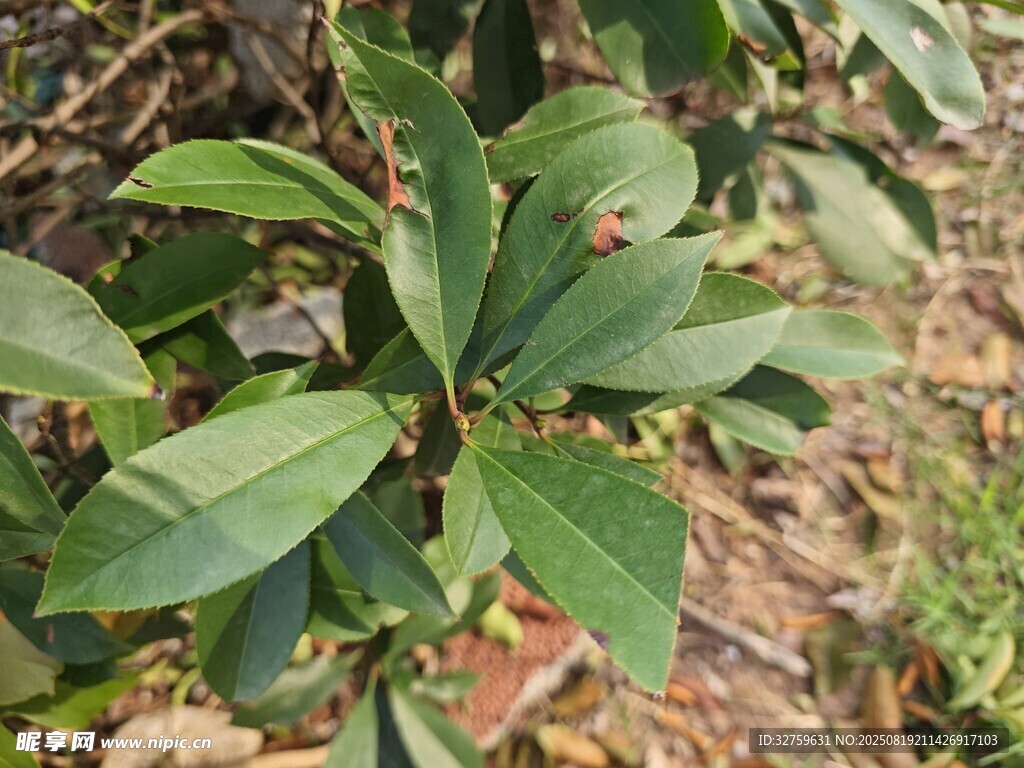 绿叶繁茂的植物景象