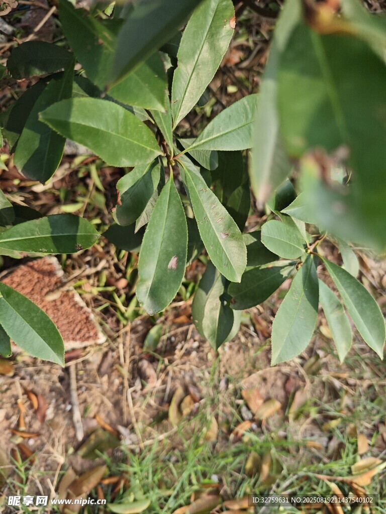 绿叶与泥土中的植物景象