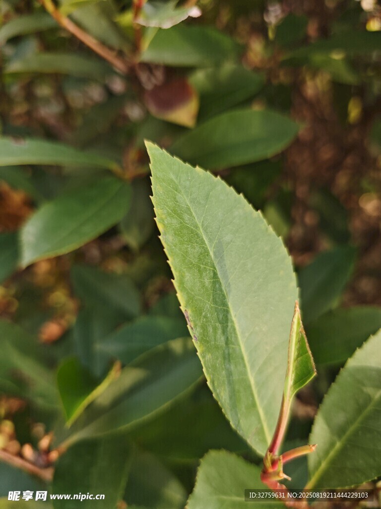 嫩绿叶片特写