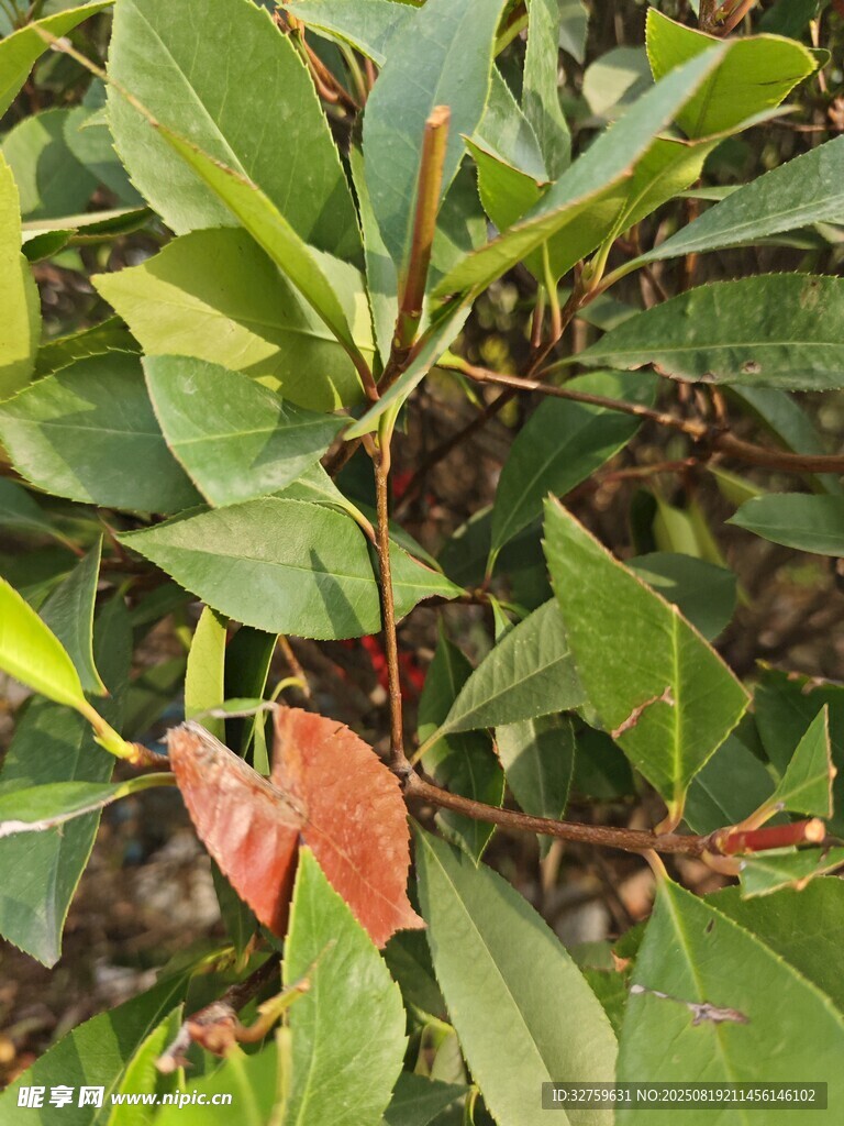 绿叶间的红嫩叶片