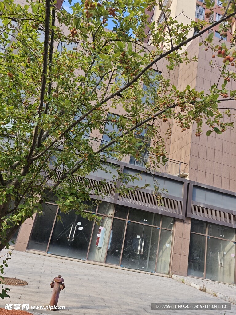 街边绿树与建筑景象