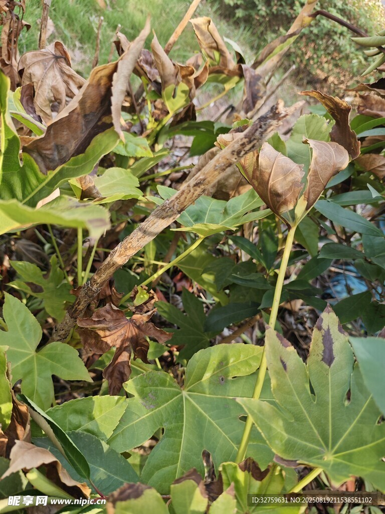 枯萎荷叶与残败荷花