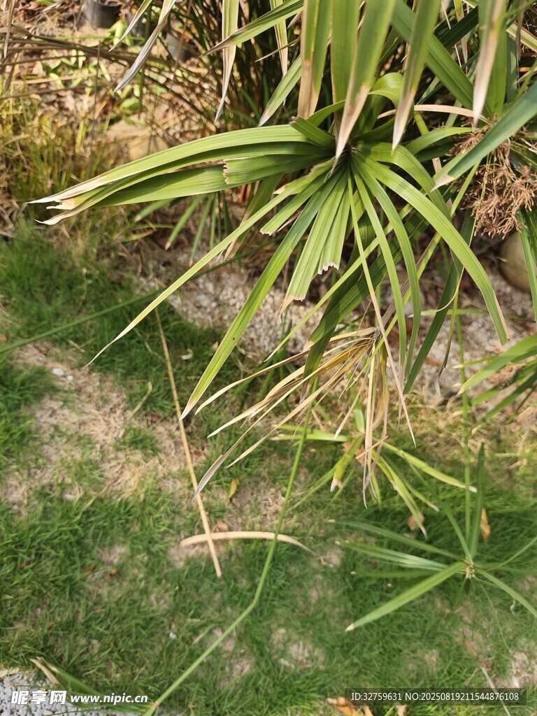 草丛中的绿色植物