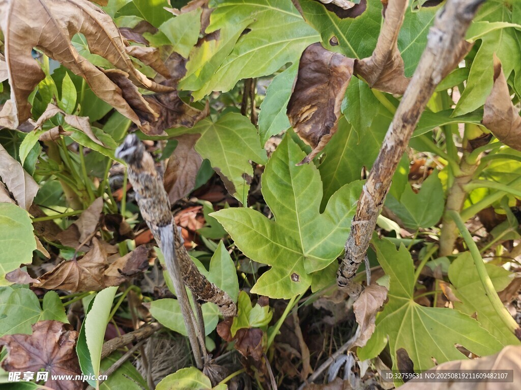 野外生长的绿色植物