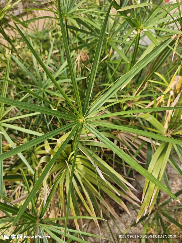 翠绿丛生植物特写