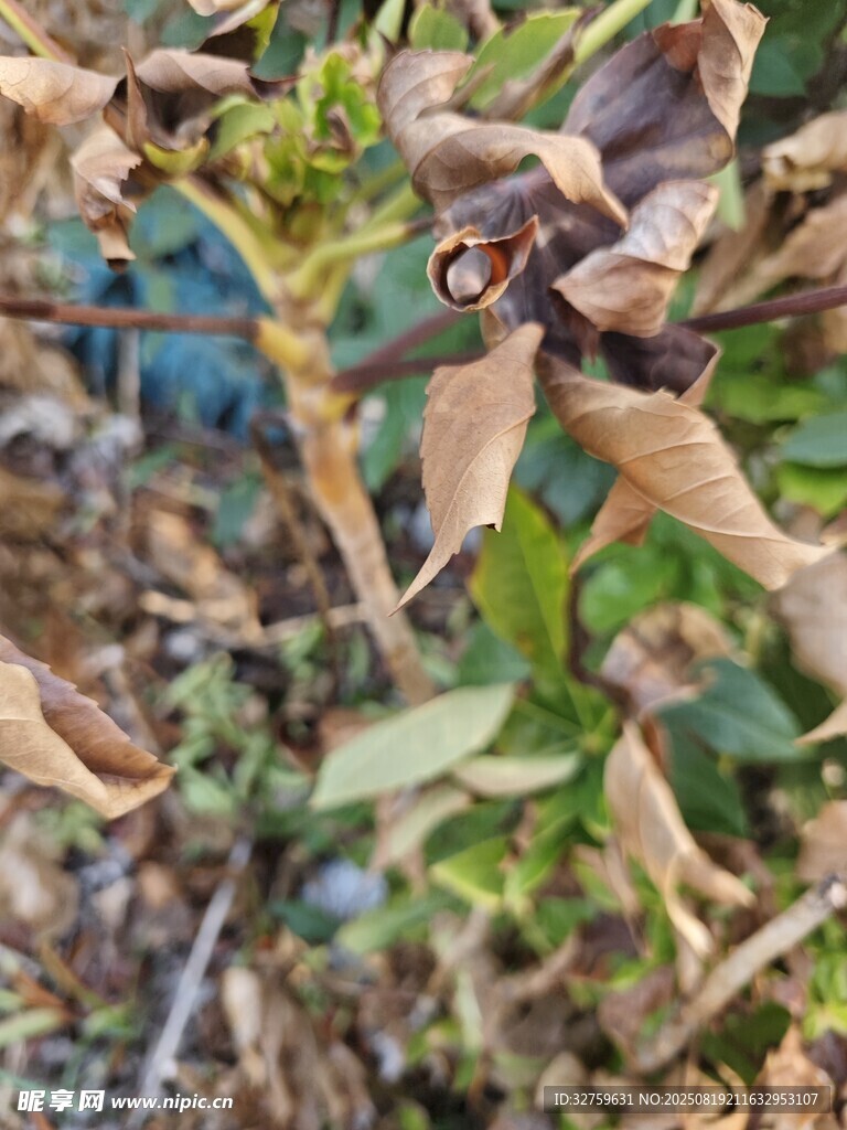 枯黄与翠绿交织的植物