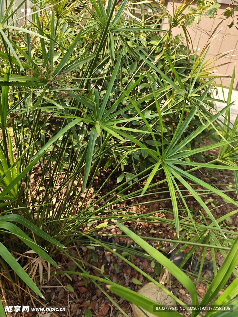 翠绿丛生竹类植物景观