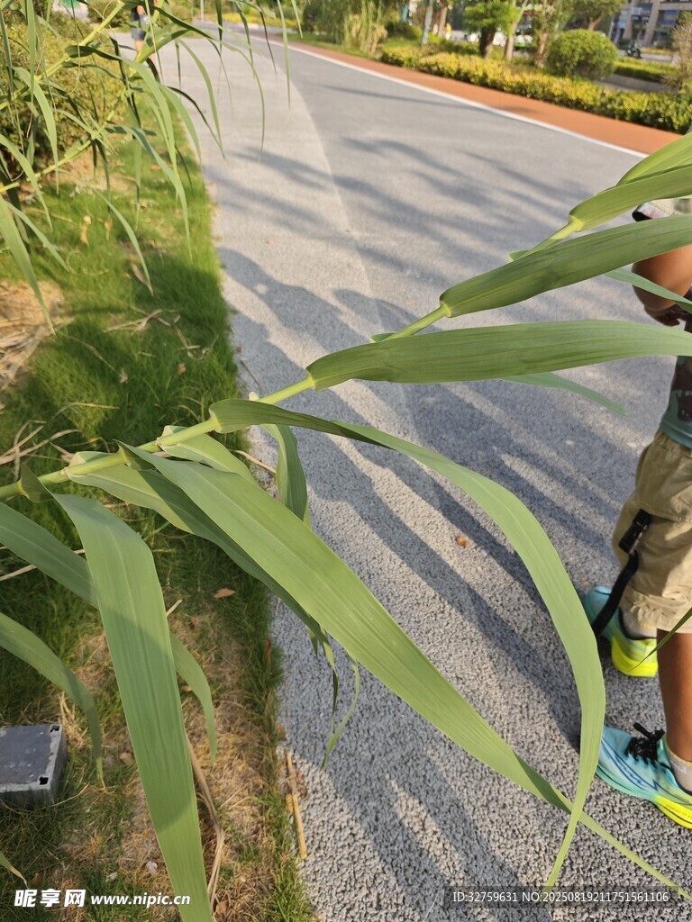 路边绿植旁的人物身影