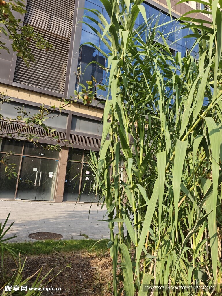 户外绿植与现代建筑景观
