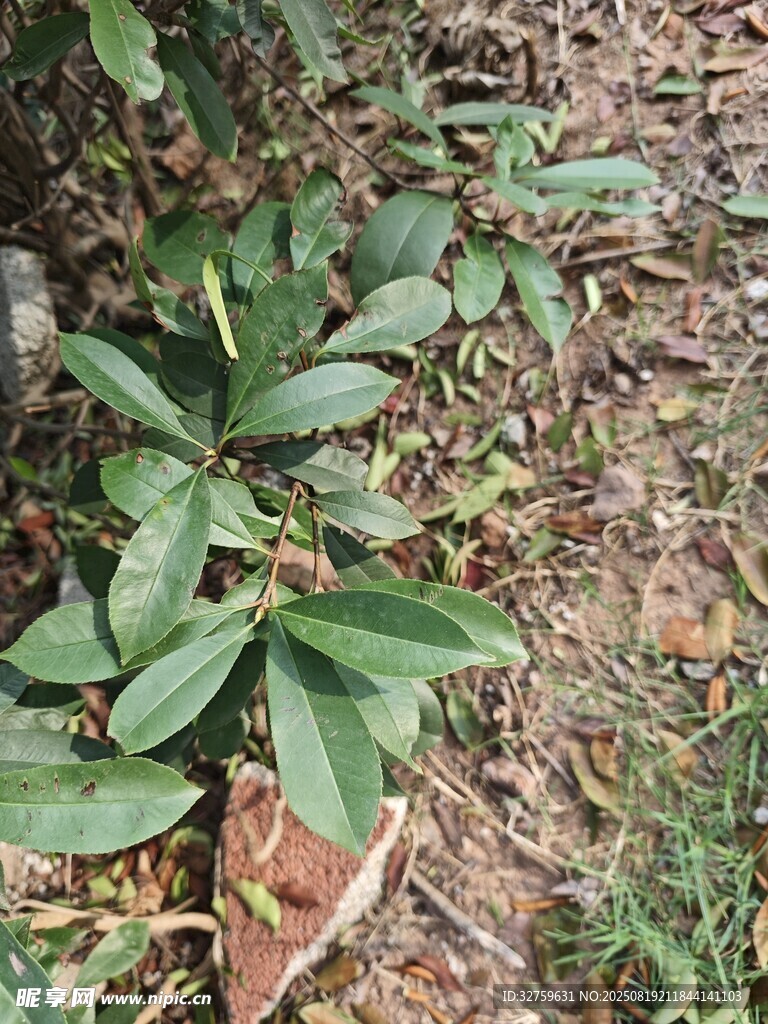 地面上的绿叶植物