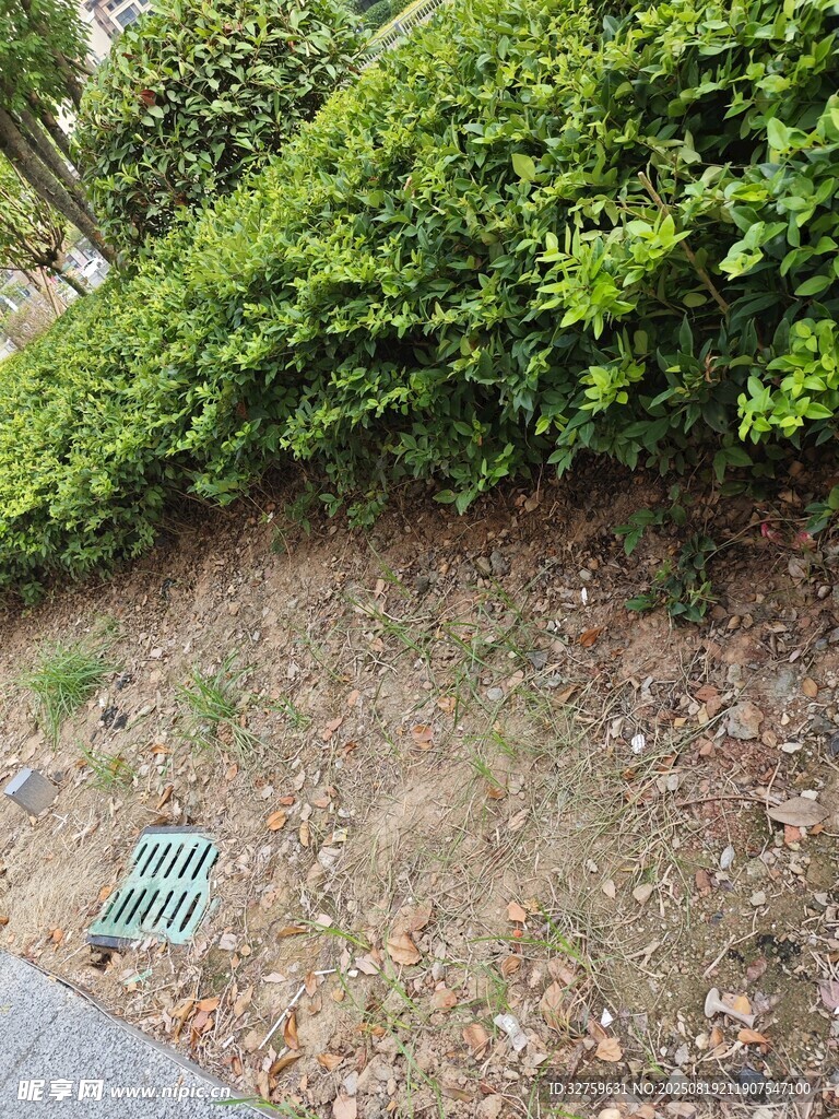 路边绿植下的地面排水口