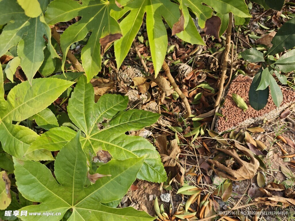 绿叶繁茂的地面植物景观