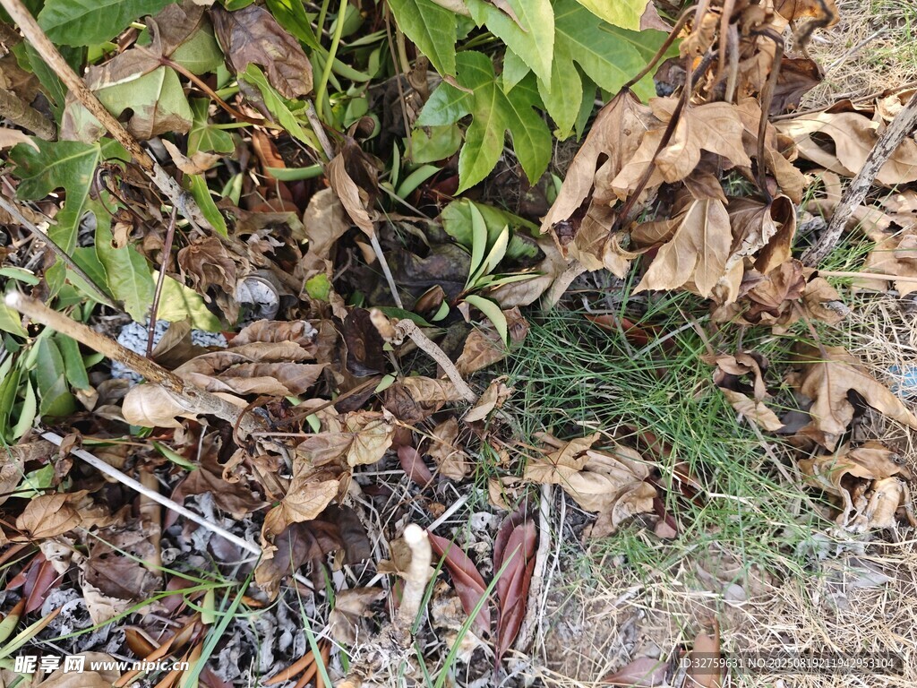 地面枯叶与绿植景象