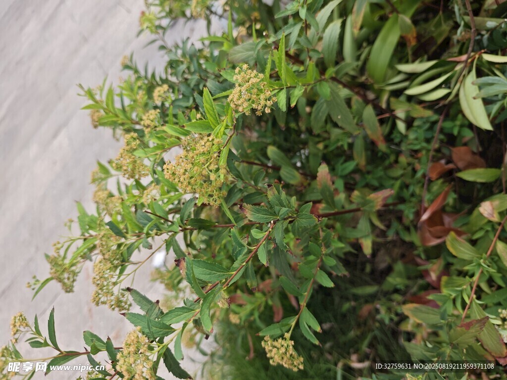 路边繁茂绿植景观