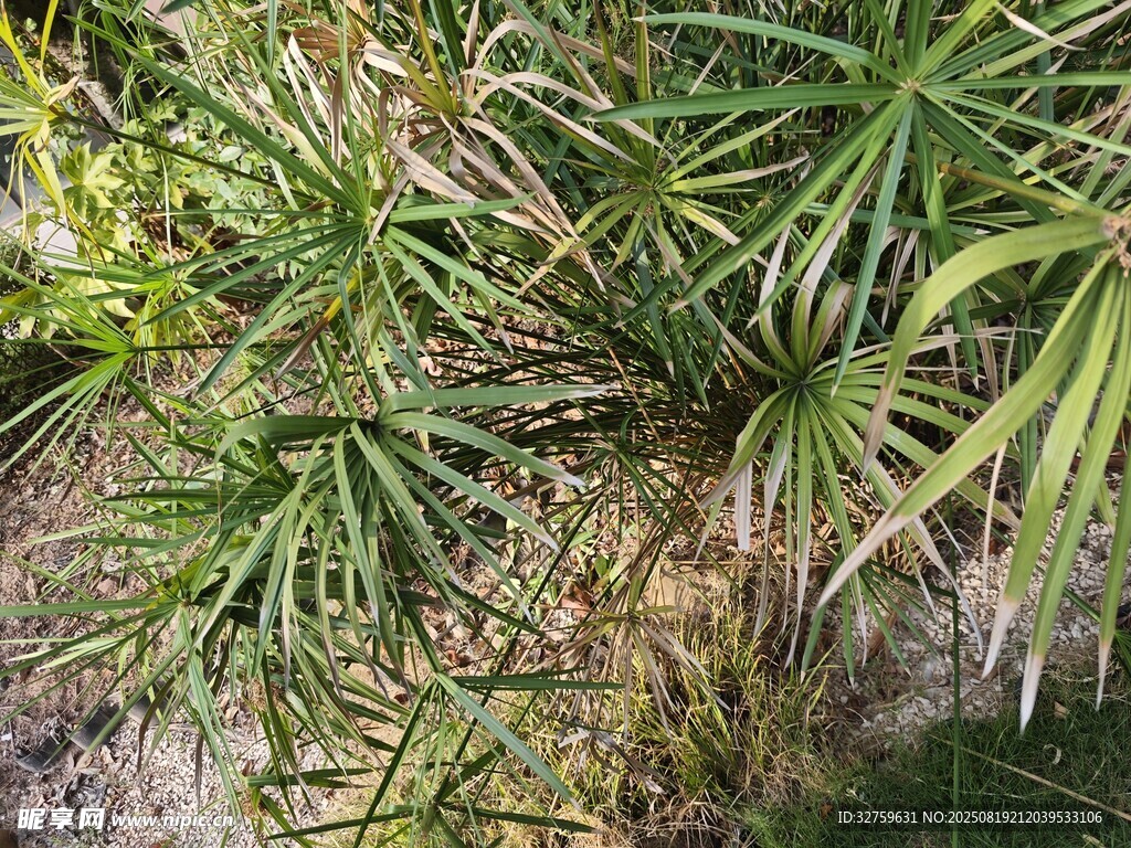 翠绿丛生的草本植物