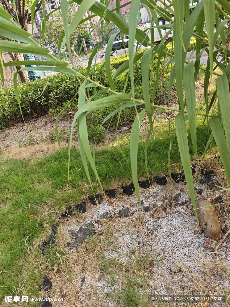 花园中葱郁植物与小径