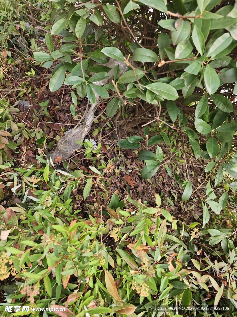 多样绿植构成自然景观